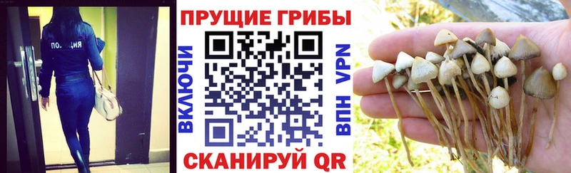 Псилоцибиновые грибы MAGIC MUSHROOMS  мега маркетплейс  Бор  как найти  